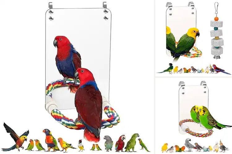Detailed view of Best Parrot Play Mirrors: Top 6 Picks for Happy Birds